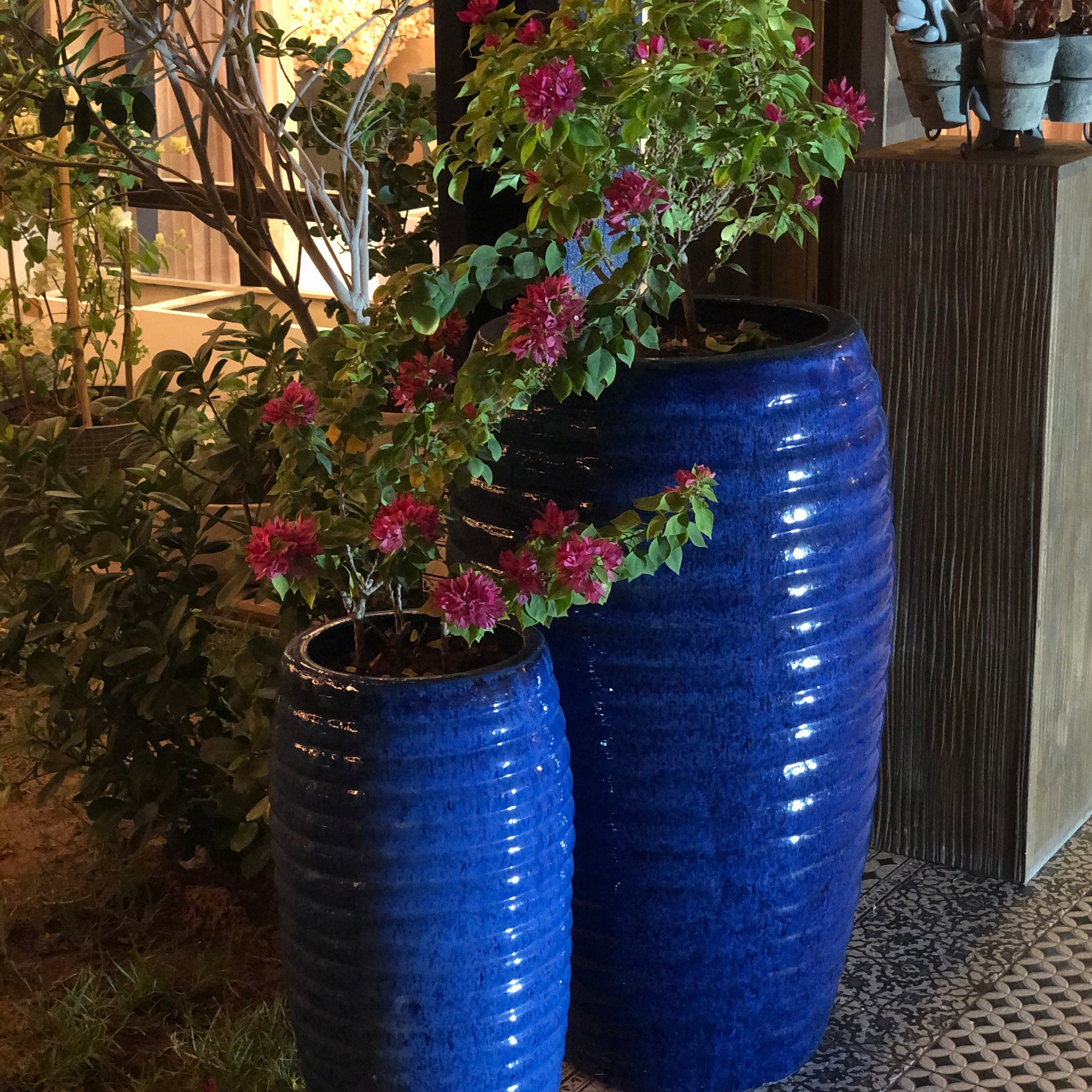 Outdoor Platers Set with Bougainvillea Plants